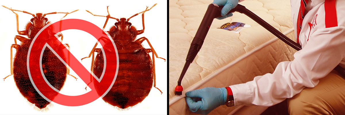 Bed Bugs Control2