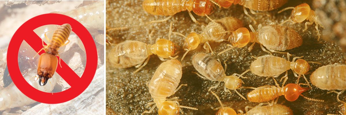 Termite Control